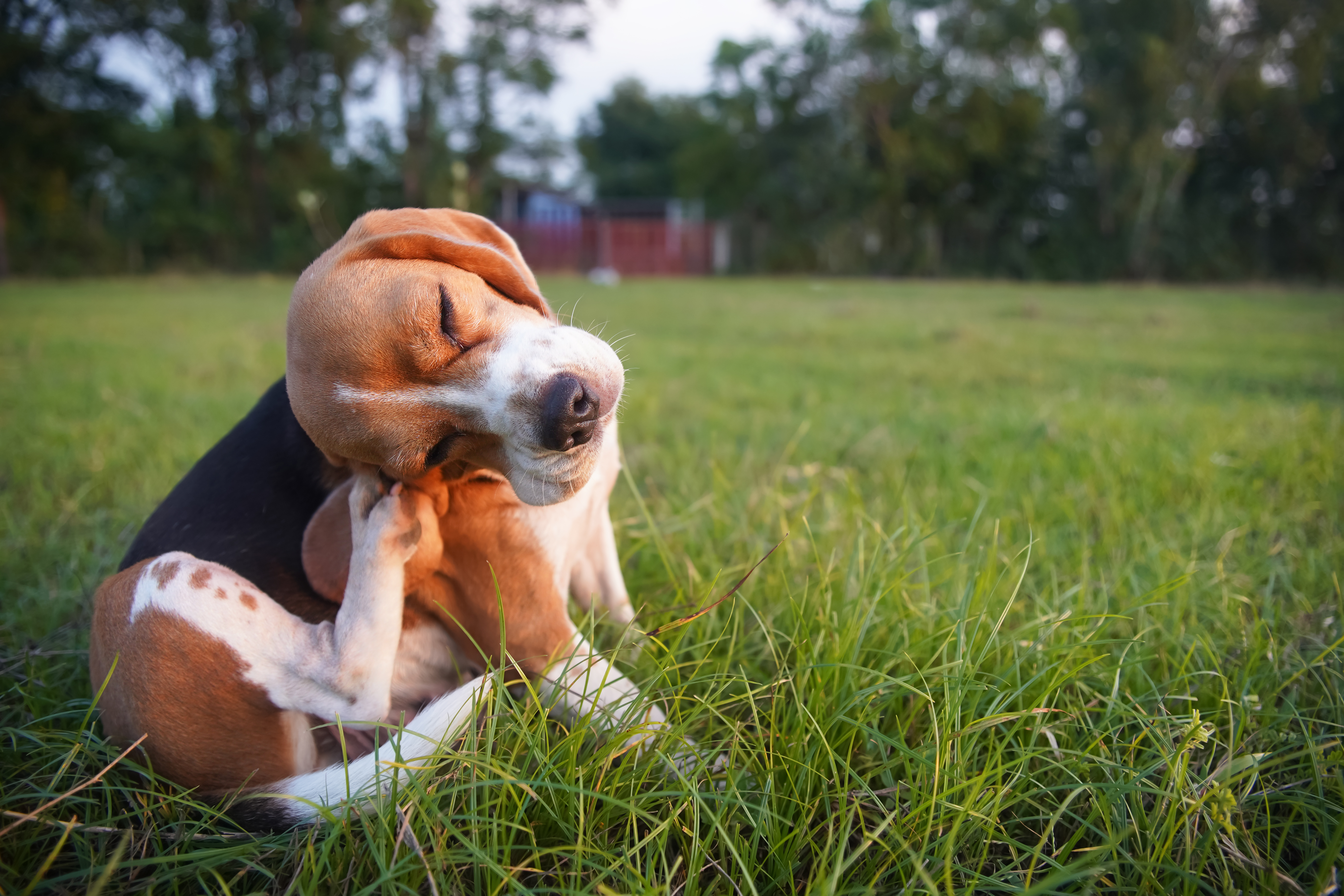 Dog with parasite prevention